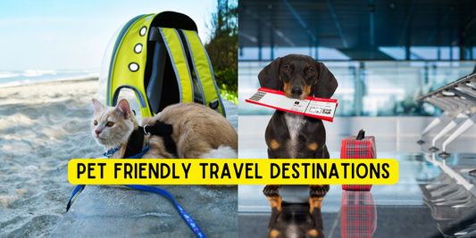 Top 10 Pet-Friendly Travel Destinations