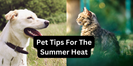 Summer Safety for Pets: Keeping Your Furry Friends Cool and Comfortable